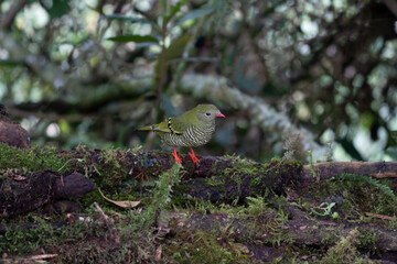 A Barred Fruiteater (Pipreola arcuate) perched on a lichen covered branch, Colombia, South America