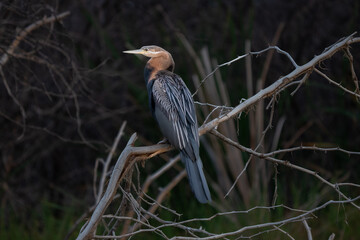 Héron goliath sitting on a branch