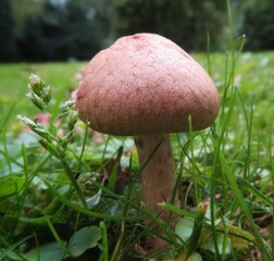 closeup of mushroom in the grass