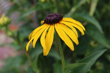 closeup of a yellow rudbeckia