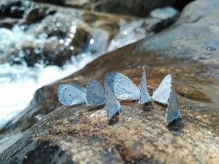 Butterflies near a waterfall 