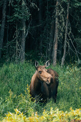 moose bull in national park