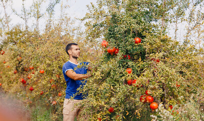 Turkish farmer harvests ripe pomegranates at fruit plantation in garden with sunlight
