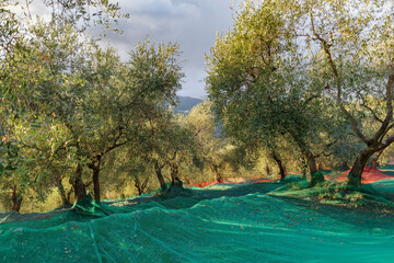 Harvest time in olive garden. Province of Imperia, Italy