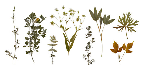 Dry pressed wild flowers and plants isolated on transparent background. Botanical collection
