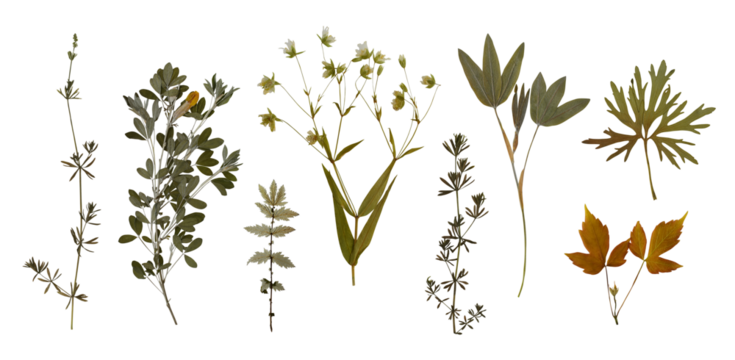 Dry pressed wild flowers and plants isolated on transparent background. Botanical collection