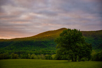 Large Tree in Cades Cove with Fresh Summer Leaves