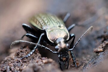 Granulated ground beetle in Hjälstaviken Sweden