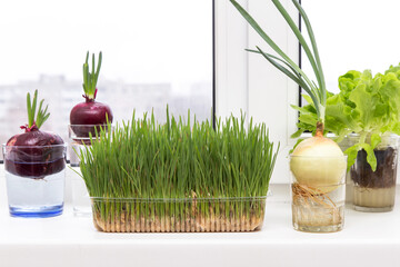 Growing green onion and various edible greens, oat, lettuce leaves, microgreens on windowsill at...