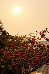 The front view of flowers on the street at sunset