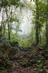 morning in the forest