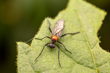 Fly on leaf