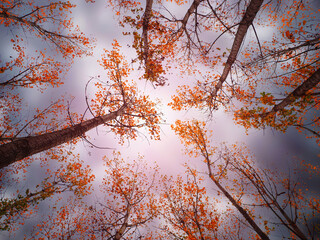 Late autumn in poplar tree forest with dark cloudy sky, looking up view