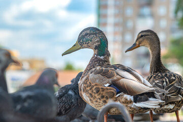view of a bird, a Siberian mallard duck on the city embankment next to other ducks and pigeons, close up