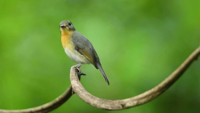 Red-Throated Flycatcher perched on a tree branch with green background