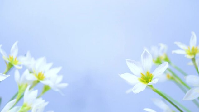 White buds of flowering Zephyranthes candida with delicate petals and yellow stamens. Blue background. Template for design, text and banner. Copy space.