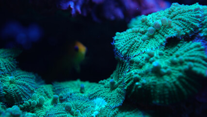 Green coral close-up