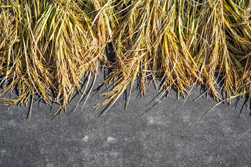 Rice valley harvested in autumn