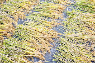 Rice valley harvested in autumn