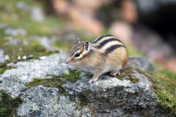 Eutamias sibiricus. Asian chipmunk in autumn in the south of western Siberia