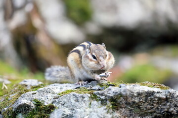 Asian chipmunk on rocks eats sunflower seeds