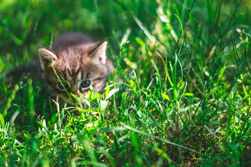 Cat in the grass watching a bird