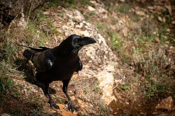 Beautiful close side portrait of a raven on grass and ground in the leon mountains in Spain, Europe