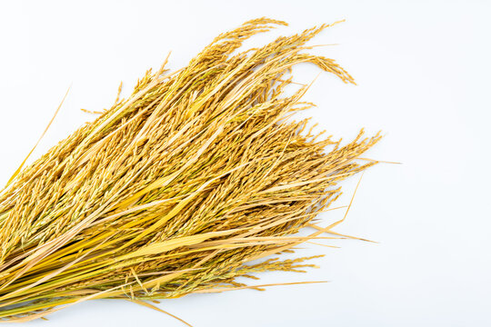 Harvest of paddy rice on white background