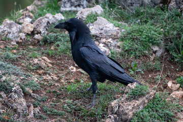 Beautiful close side portrait of a raven on grass, dirt and rocks in the mountains of Leon in Spain, Europe