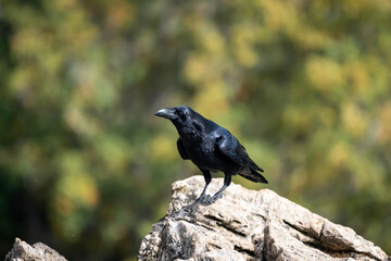 Beautiful side portrait of a raven looking to the side perched on a rock with bright plumage in the mountains of leon in Spain, Europe