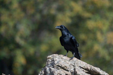 Beautiful side portrait of a raven on a rock with the background out of focus in the mountains of Leon in Spain, Europe