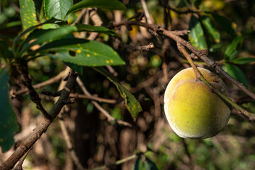 Fruit on the branch of the peach tree, yellow and green peache, with disease