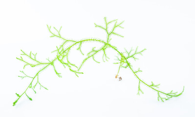 A fresh Chinese herbal medicine salivarius on a white background