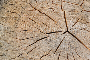 wood cut texture