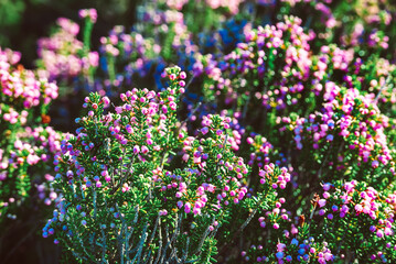 Obraz premium Blooming heather flowers