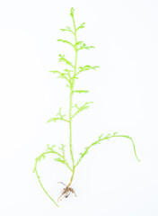 Fototapeta na wymiar A fresh Chinese herbal medicine salivarius on a white background