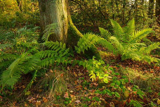 Ferns in Gosforth Park Wood, located north of Newcastle in Tyne and Wear this woodland is popular with dog walkers and gives a rural setting in an urban area