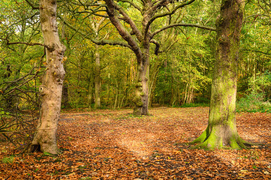 Autumn in Gosforth Park Wood, located north of Newcastle in Tyne and Wear this woodland is popular with dog walkers and gives a rural setting in an urban area