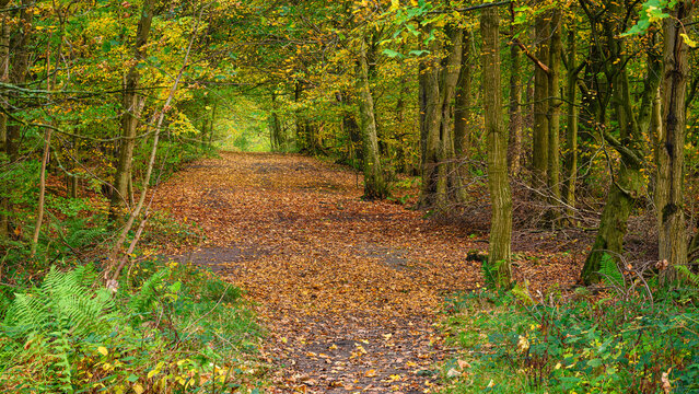Path through Gosforth Park Wood, located north of Newcastle in Tyne and Wear this woodland is popular with dog walkers and gives a rural setting in an urban area