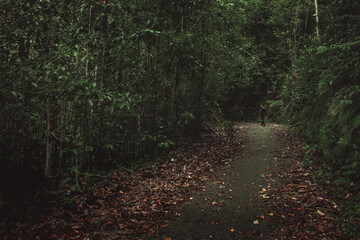 Obraz premium path in the woods