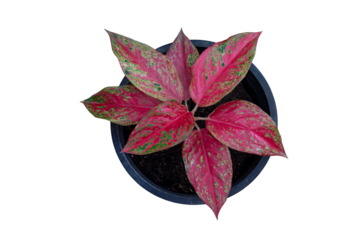 Top view of Aglaonema Red sp or Chinese Evergreen growing in black plastic pot isolated on white background included clipping path.