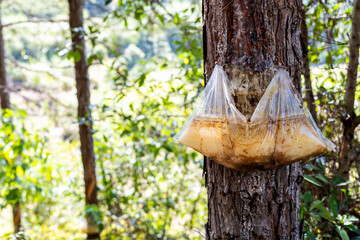 A bag of pine oil collected on a pine tree