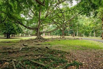 Ficus Benjamina with long branches. Royal Botanic King Gardens. Peradeniya. Kandy. Sri Lanka.