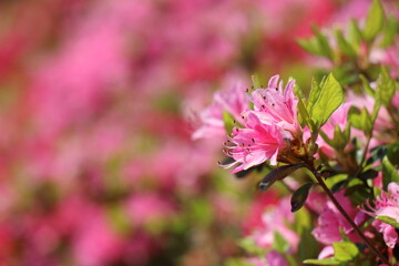 山口県長門市の菅無田公園で満開のつつじ、花