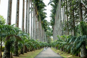 Palm Tree Alley in Royal Botanic King Gardens. Peradeniya. Kandy. Sri Lanka.