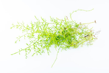 Fresh Chinese herbal medicine salivarius on white background