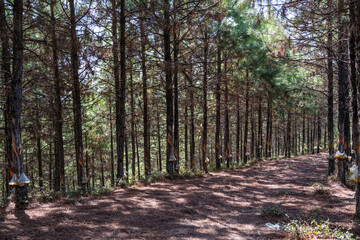 Hiking trail in the shade of pine trees