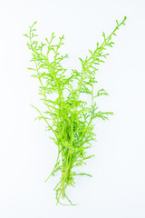 Fresh Chinese herbal medicine salivarius on white background