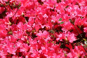 山口県長門市の菅無田公園で満開のつつじ、花