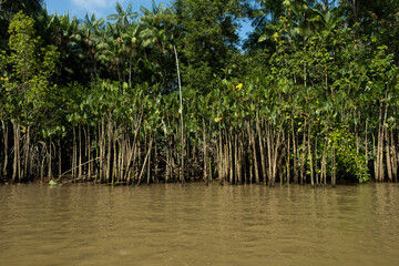 mangrove